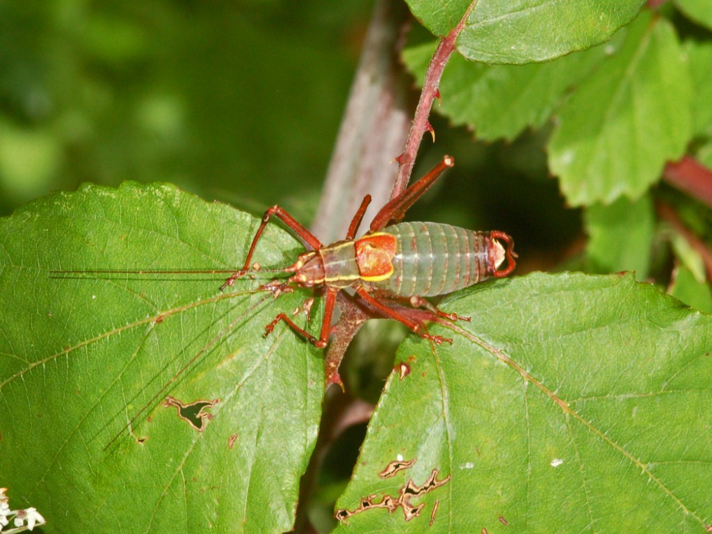 Una cavalletta tutta colorata - Barbitistes sp.